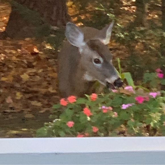 Meet your Posher, Alice - Picture 2 of 2